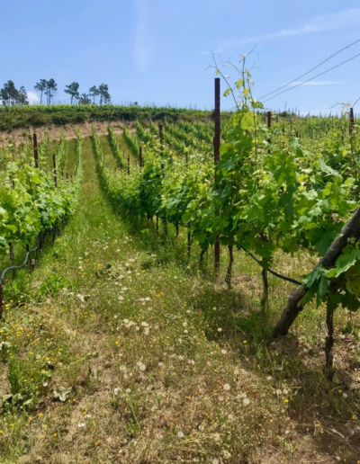 vin med denlert, vinresa, Frankrike